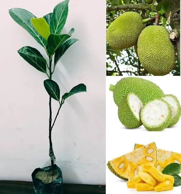 Green_Jackfruit_Plant_Kathal_Fruit_Live_For_Outdoor