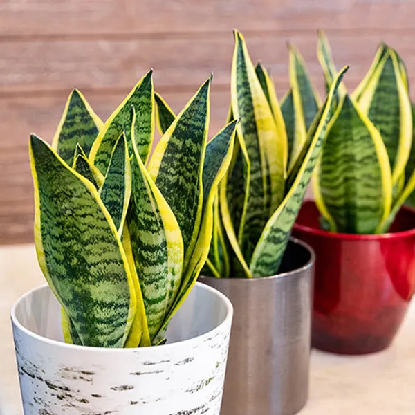 Golden_Snake_Plant_Sansevieria_Air_Purifying_For_Indoor