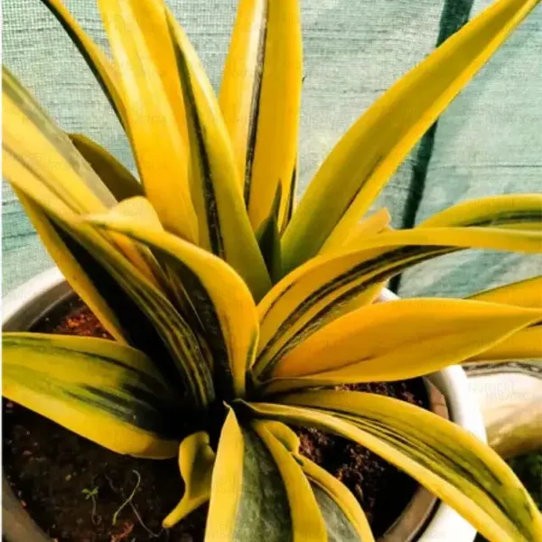 Golden_Snake_Plant_Sansevieria_Air_Purifying_For_Indoor