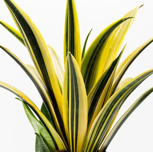 Golden_Snake_Plant_Sansevieria_Air_Purifying_For_Indoor