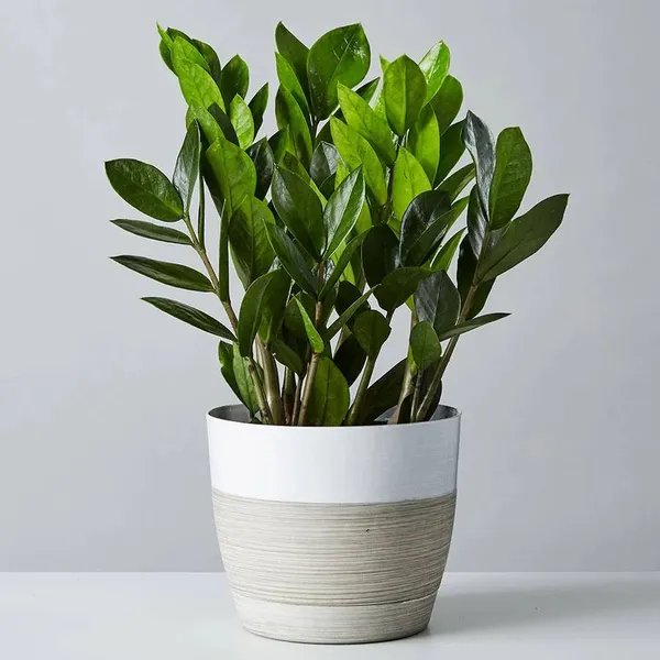 GachhMela Green Zz Plant Zamioculcas Zamiifolia Low Maintenance For Indoor Price  in India - Buy GachhMela Green Zz Plant Zamioculcas Zamiifolia Low  Maintenance For Indoor online at https://gachhmela.com