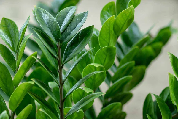 Green_Zz_Plant_Zamioculcas_Zamiifolia_Low_Maintenance_For_Indoor