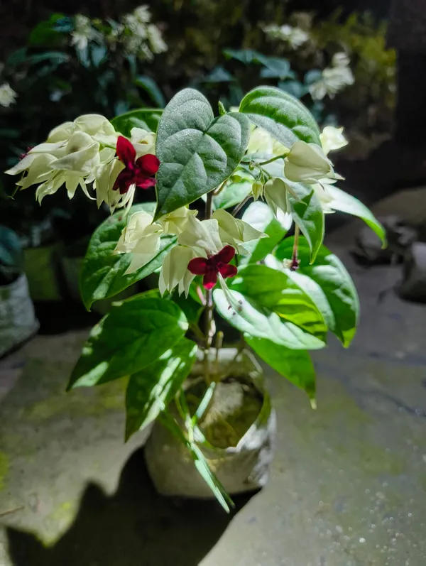 Red_Bleeding_Heart_Flower_Plant_Live_For_Indoor