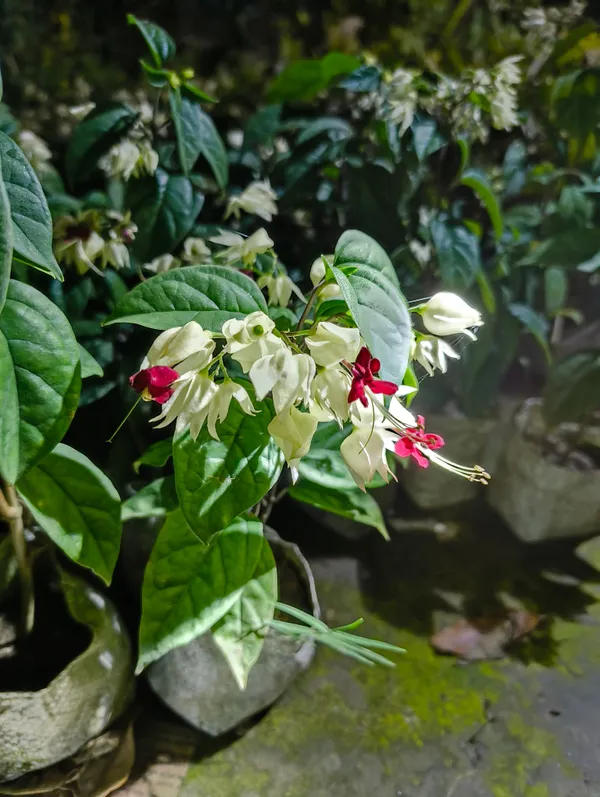 Red_Bleeding_Heart_Flower_Plant_Live_For_Indoor