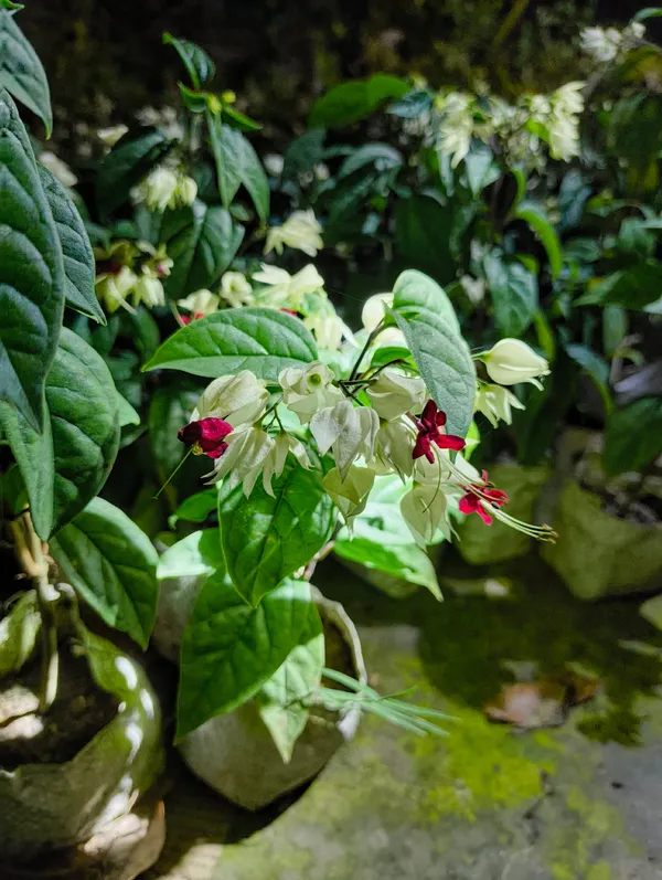 Red_Bleeding_Heart_Flower_Plant_Live_For_Indoor