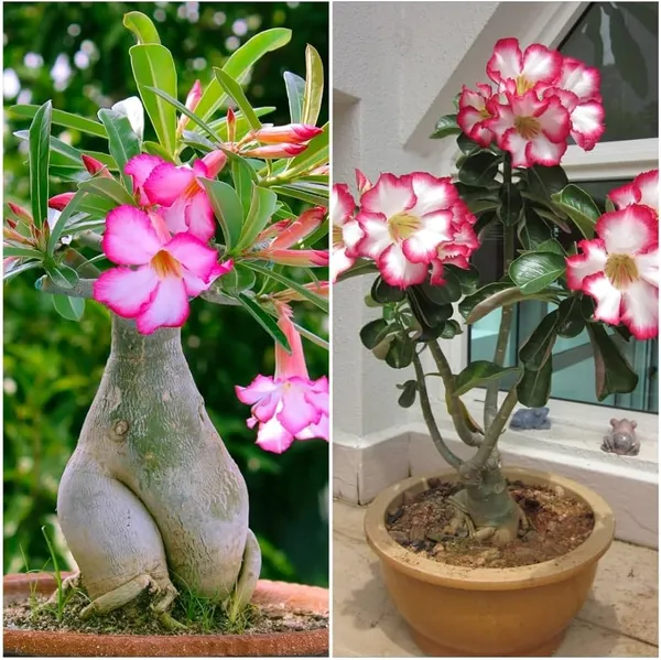 Multicolor_Live_Adenium_Desert_Rose_Flowering_Succulent_Bonsai_Combo_Set_Of_6_Plant_Planting_Home_Gardens_For_Indoor