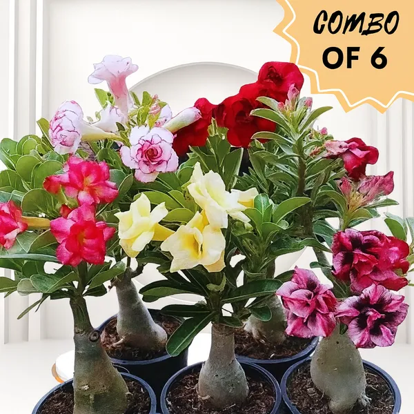 Multicolor_Live_Adenium_Desert_Rose_Flowering_Succulent_Bonsai_Combo_Set_Of_6_Plant_Planting_Home_Gardens_For_Indoor
