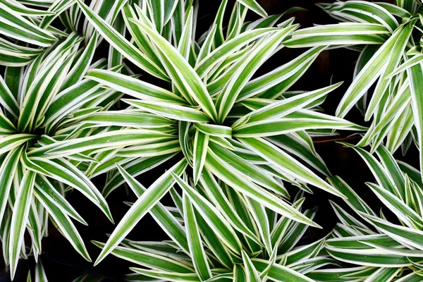 Green_Spider_Plant_Chlorophytum_Comosum_Air_Purifying_For_Indoor