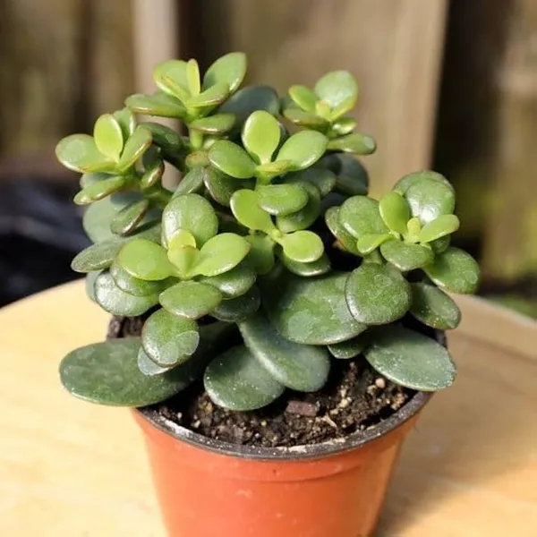 Green_The_Lucky_Three_Jade_Plant_Money_Bamboo_Combo_For_Indoor