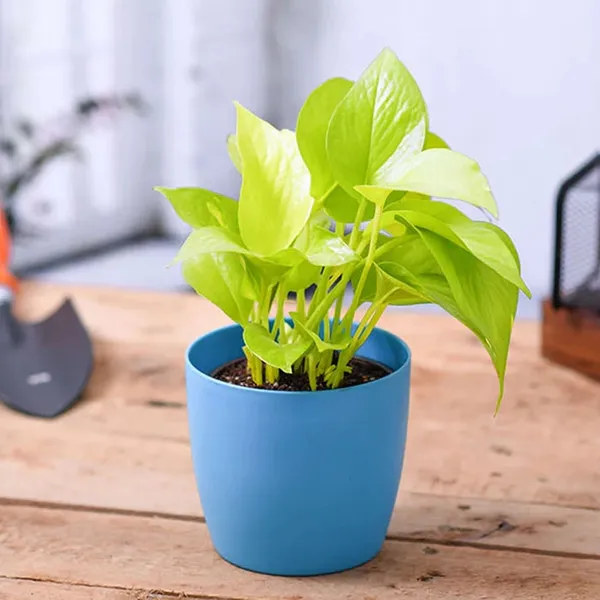 Green_The_Lucky_Three_Jade_Plant_Money_Bamboo_Combo_For_Indoor