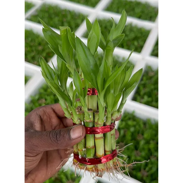 Green_The_Lucky_Three_Jade_Plant_Money_Bamboo_Combo_For_Indoor