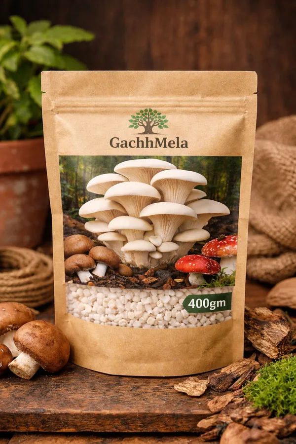 White_Premium_Oyster_Mushroom_Seeds_Spawn_Fresh_High_Yield_Gachhmela_For_Outdoor