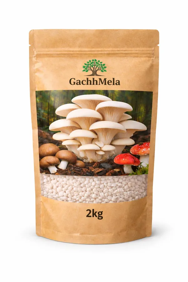 White_Premium_Oyster_Mushroom_Seeds_Spawn_Fresh_High_Yield_Gachhmela_For_Outdoor