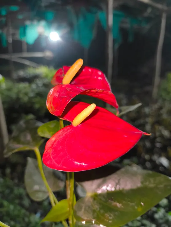 Red_Anthurium_Flower_Plant_Live_For_Indoor