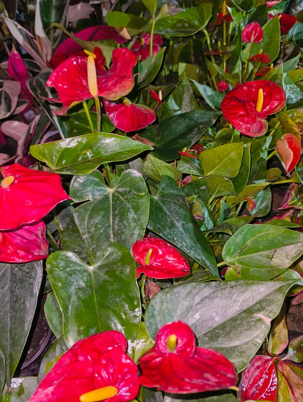 Red_Anthurium_Flower_Plant_Live_For_Indoor