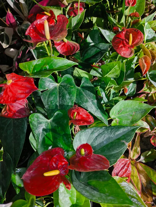 Red_Anthurium_Flower_Plant_Live_For_Indoor