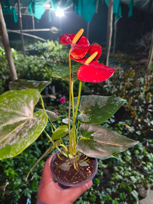 Red_Anthurium_Flower_Plant_Live_For_Indoor