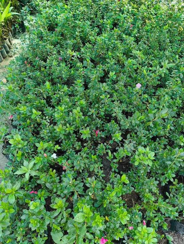 Pink_Azalea_Flower_Plant_Live_Blooming_For_Outdoor