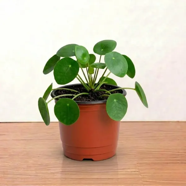 4_Inch_Nursery_Pot_for_Home_Gardening_|_pack_of_2