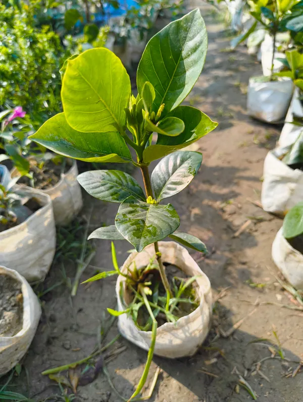 White_Gandharaj_Flower_Plant_Gardenia_Cape_Jasmine_For_Indoor