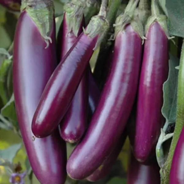 5_Vegetable_Seeds_Combo_Pack_â€“_Tomato,_Chilli,_Brinjal,_Pumpkin_&_Capsicum_Seeds_for_Home_Garden_(25+_Seeds_Each_Pack)