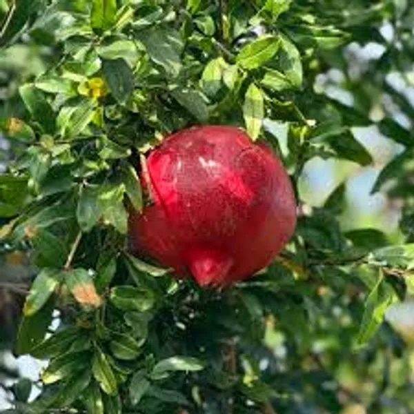 Red_Pomegranate_Plant_Punica_Granatum_Fruit_Bearing_Live_For_Outdoor
