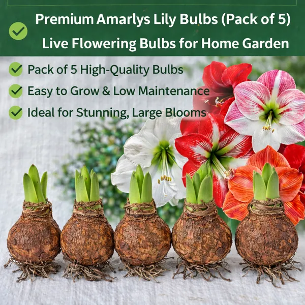 Double_Petal_Amaryllis_Lily_Bulbs_(Mix_Colour)_–_Pack_of_5_Premium_Flower_Bulbs