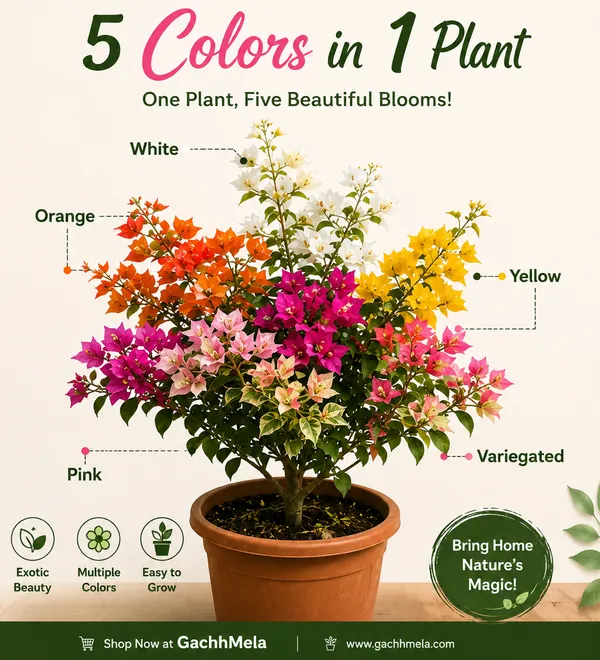Multi-Color_Bougainvillea_Bonsai_plant