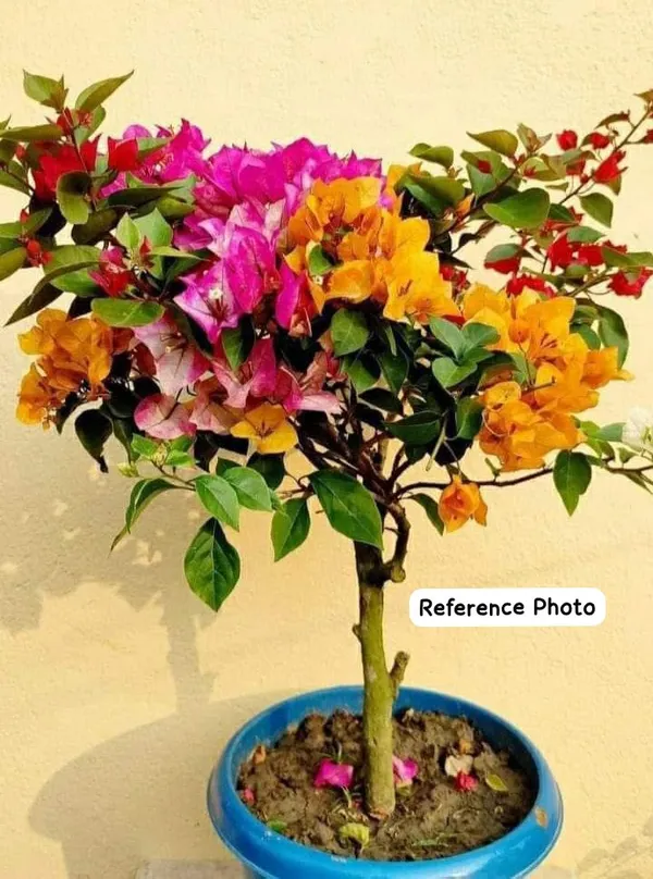 Multi-Color_Bougainvillea_Bonsai_plant