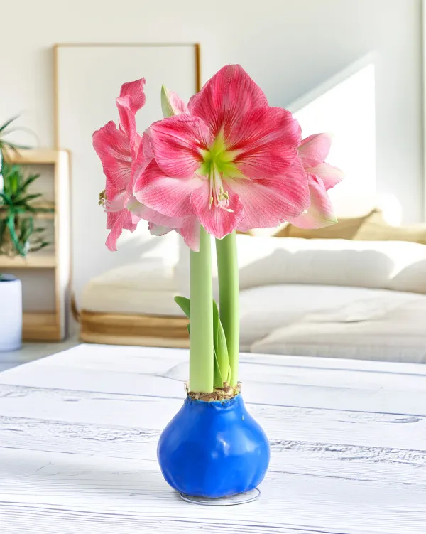 Amaryllis_Lily_Bulbs_Pack_of_5_|_Mixed_Color_Flower_Bulbs_|_Live_Plant