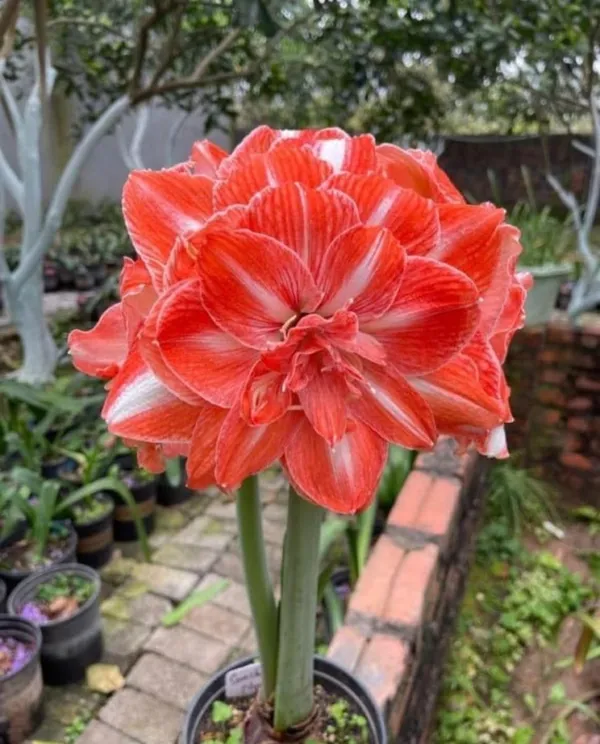 Amaryllis_Lily_Bulbs_Pack_of_5_|_Mixed_Color_Flower_Bulbs_|_Live_Plant