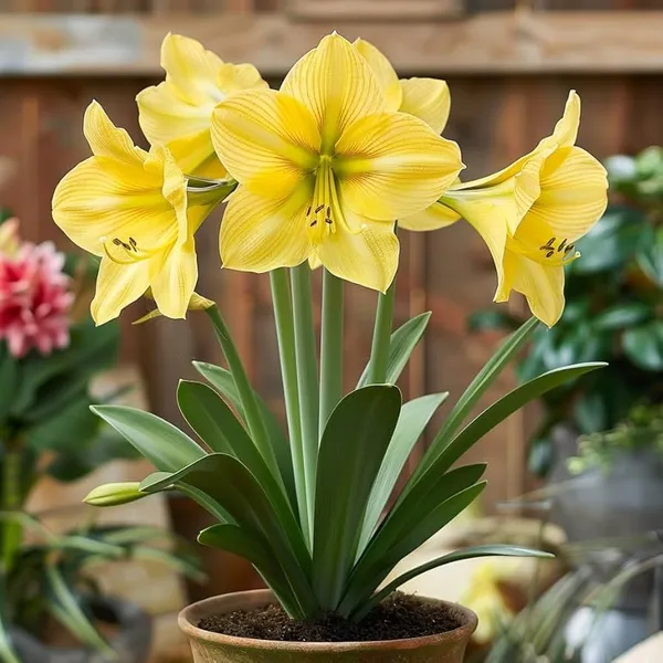 Amaryllis_Lily_Bulbs_Pack_of_5_|_Mixed_Color_Flower_Bulbs_|_Live_Plant