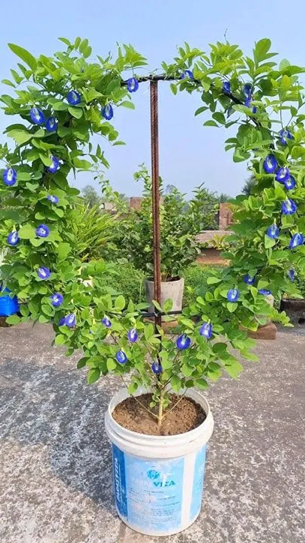 Aparajita_Blue_Flower_Plant_(Clitoria_Ternatea)_–_Premium_Live_Flowering_Vine_|_Home_Garden_Essential