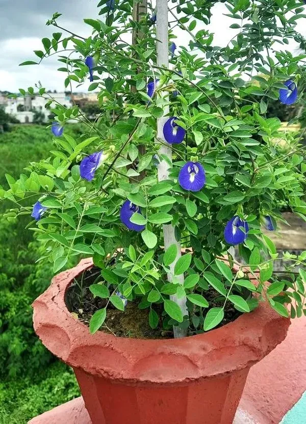 Aparajita_Blue_Flower_Plant_(Clitoria_Ternatea)_–_Premium_Live_Flowering_Vine_|_Home_Garden_Essential
