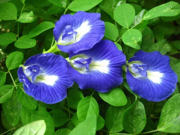 Aparajita_Blue_Flower_Plant_(Clitoria_Ternatea)_–_Premium_Live_Flowering_Vine_|_Home_Garden_Essential