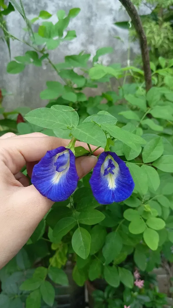 Aparajita_Blue_Flower_Plant_(Clitoria_Ternatea)_–_Premium_Live_Flowering_Vine_|_Home_Garden_Essential