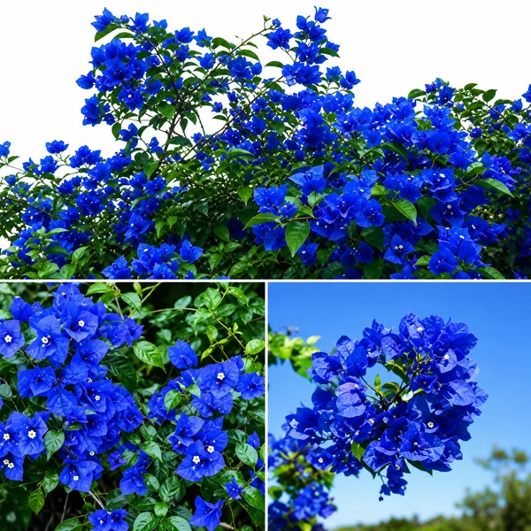 Blue_Bougainvillea_Live_Plant_|_Rare_Flowering_Bougainville_|_Outdoor_Ornamental_Plant