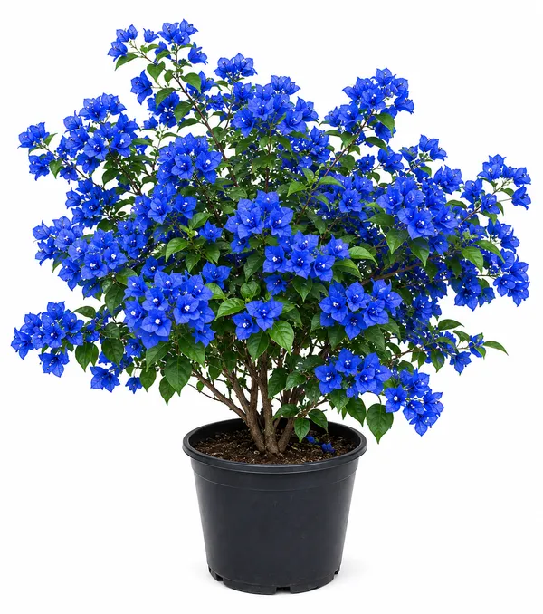 Blue_Bougainvillea_Live_Plant_|_Rare_Flowering_Bougainville_|_Outdoor_Ornamental_Plant
