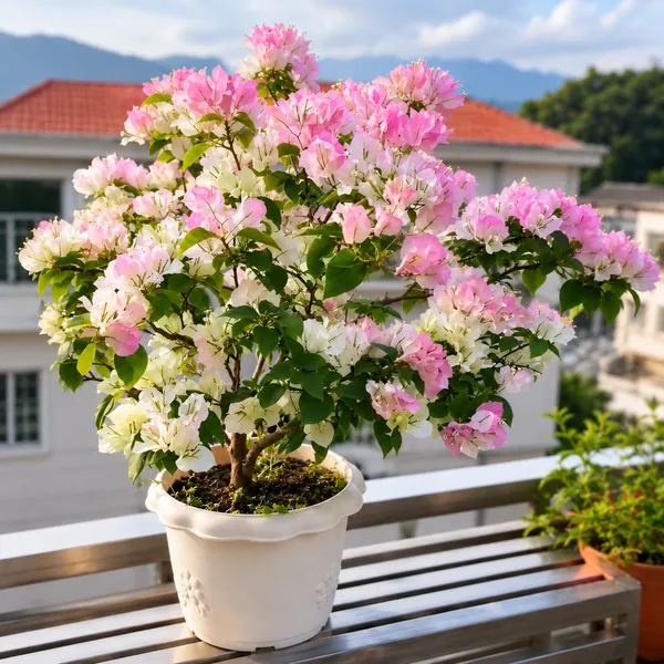 Bougainvillea_Live_Plant_(Air-Layered)_–_Premium_Flowering_Plant_for_Home_&_Garden