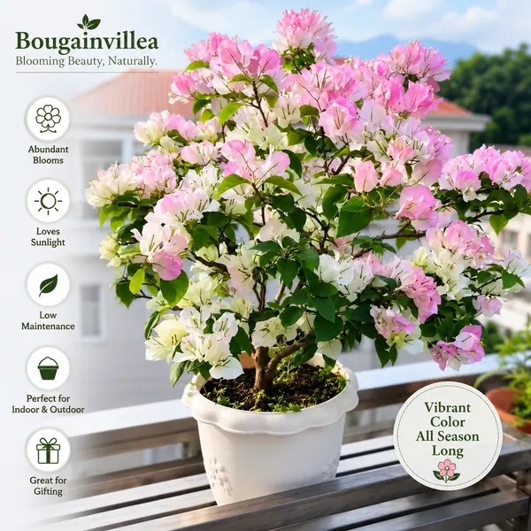 Bougainvillea_Live_Plant_(Air-Layered)_–_Premium_Flowering_Plant_for_Home_&_Garden