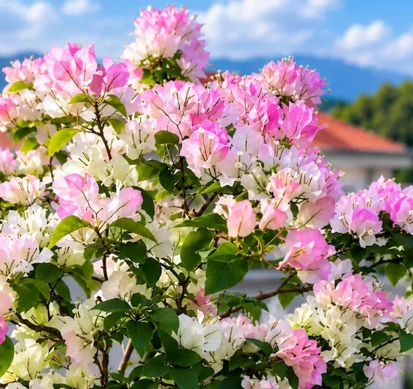 Bougainvillea_Live_Plant_(Air-Layered)_–_Premium_Flowering_Plant_for_Home_&_Garden