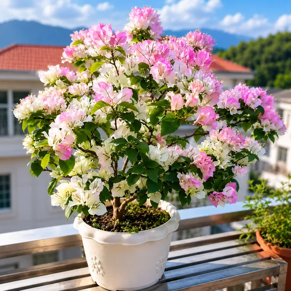 Bougainvillea_Live_Plant_(Air-Layered)_–_Premium_Flowering_Plant_for_Home_&_Garden