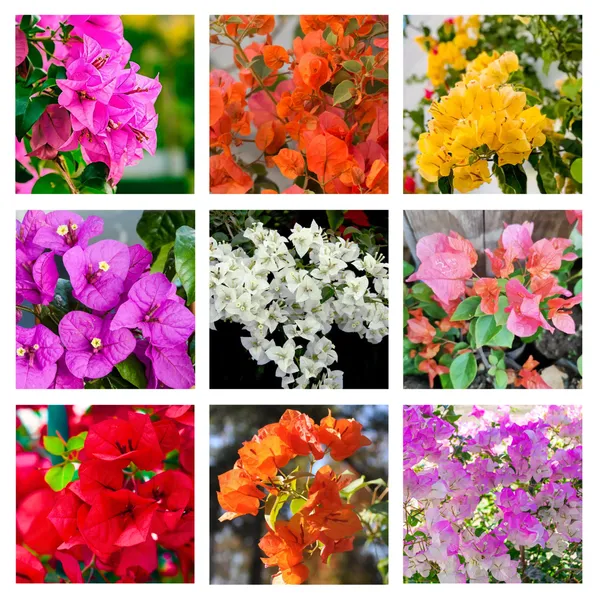 Bougainvillea_Rooted_Plants_Combo_–_Multiple_Colour_Variety_|_Air_Layered
