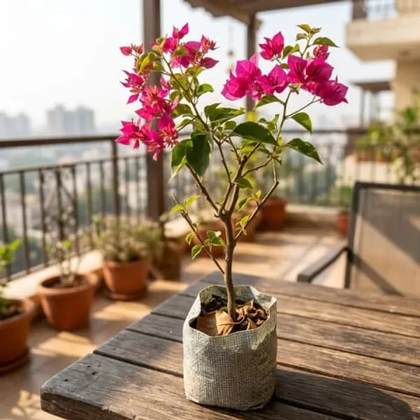 Bougainvillea_Rooted_Plants_Combo_–_Multiple_Colour_Variety_|_Air_Layered
