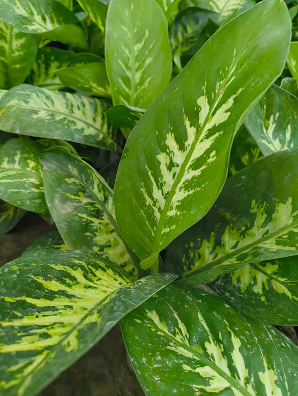 Dieffenbachia_Green_Plant_–_Low_Maintenance_Indoor_Air_Purifier_(Dumb_Cane)