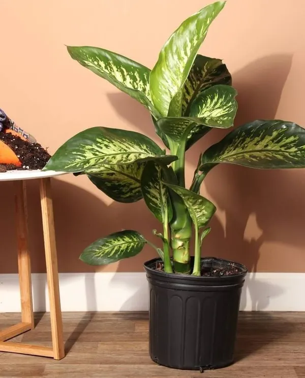 Dieffenbachia_Green_Plant_–_Low_Maintenance_Indoor_Air_Purifier_(Dumb_Cane)