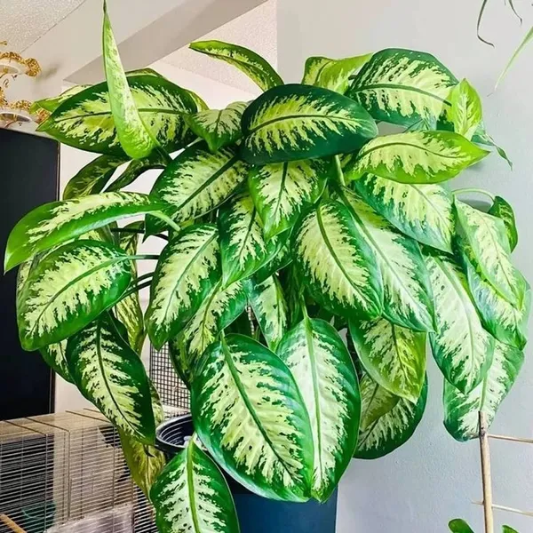 Dieffenbachia_Green_Plant_–_Low_Maintenance_Indoor_Air_Purifier_(Dumb_Cane)