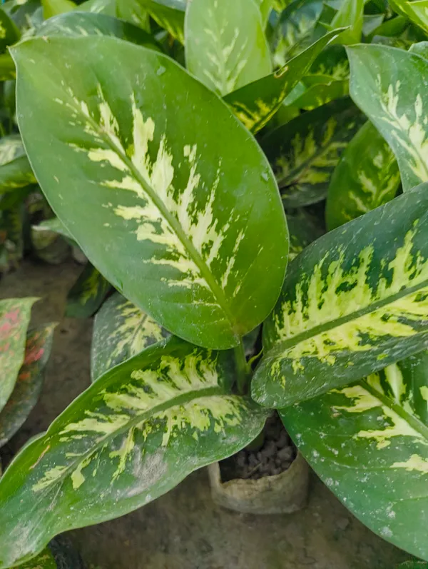 Dieffenbachia_(Dumb_Cane)_Indoor_Plant_–_Variegated_Air_Purifying_Plant