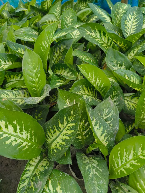 Dieffenbachia_(Dumb_Cane)_Indoor_Plant_–_Variegated_Air_Purifying_Plant