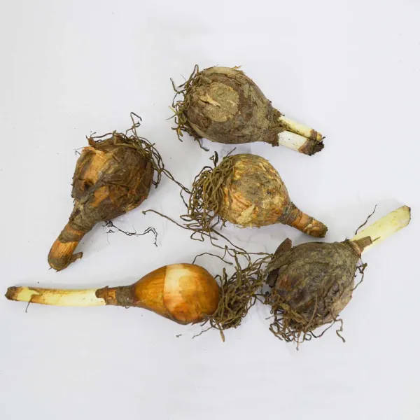 Exotic_Blooming_5_Bulbs_Combo_–_Rain_Lily,_Cymbidium_Orchid,_Rajnigandha,_Nargis_Daffodil_&_Multi-Colour_Ginger_Lily